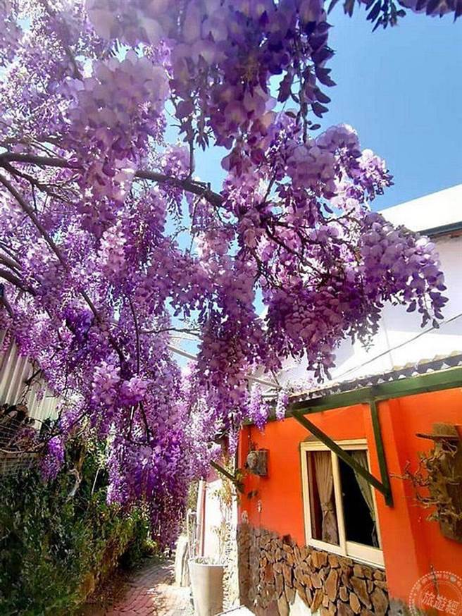 大梨山‧武陵山庄紫藤花爆开 漫游梦幻紫色山城