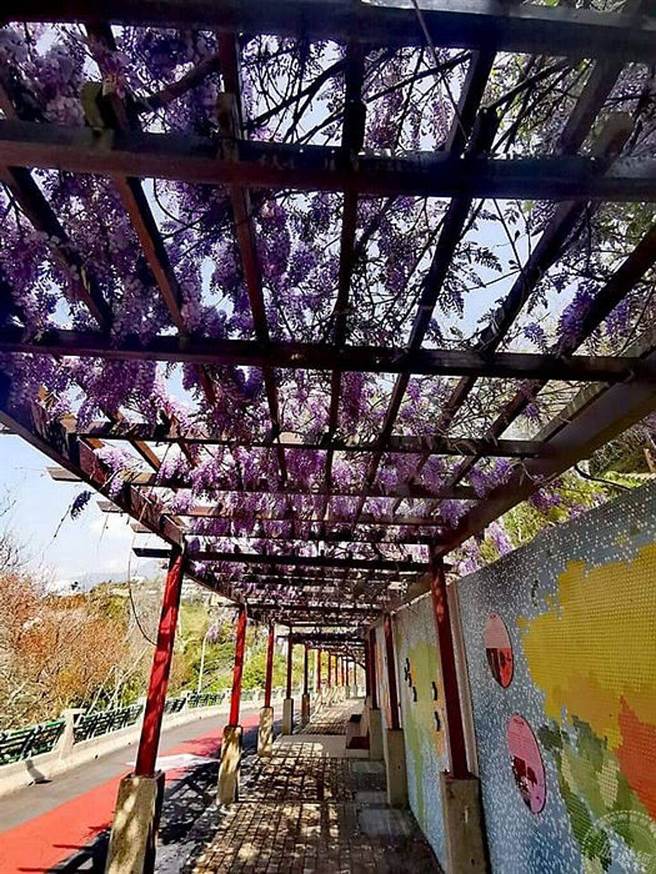 大梨山‧武陵山庄紫藤花爆开 漫游梦幻紫色山城