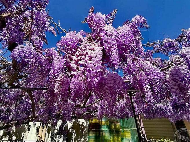 大梨山‧武陵山庄紫藤花爆开 漫游梦幻紫色山城