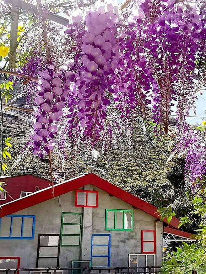 大梨山‧武陵山庄紫藤花爆开 漫游梦幻紫色山城