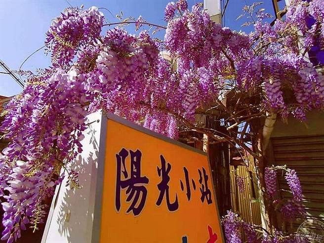 大梨山‧武陵山庄紫藤花爆开 漫游梦幻紫色山城