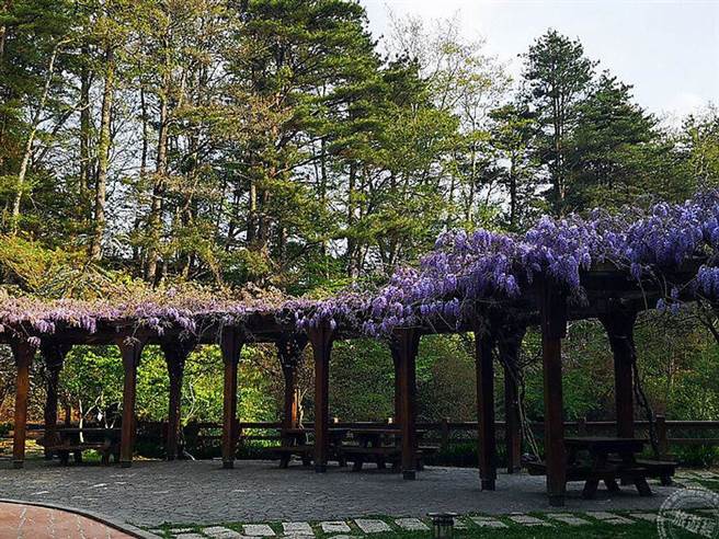 福寿山紫藤(摄影：洪书瑱)