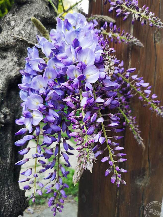 福寿山紫藤可以近观也能远望(摄影：洪书瑱)