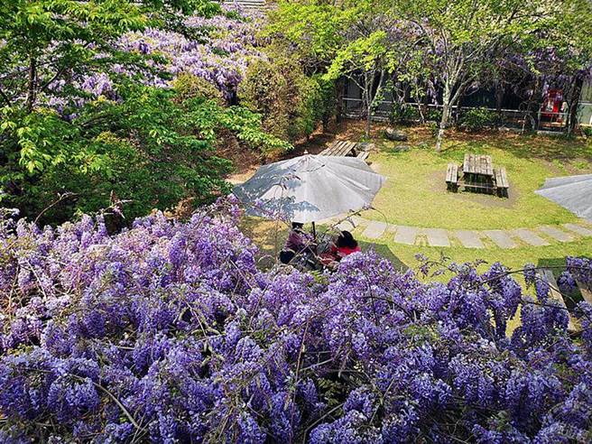 武陵山庄紫藤爆「开」(摄影：洪书瑱)