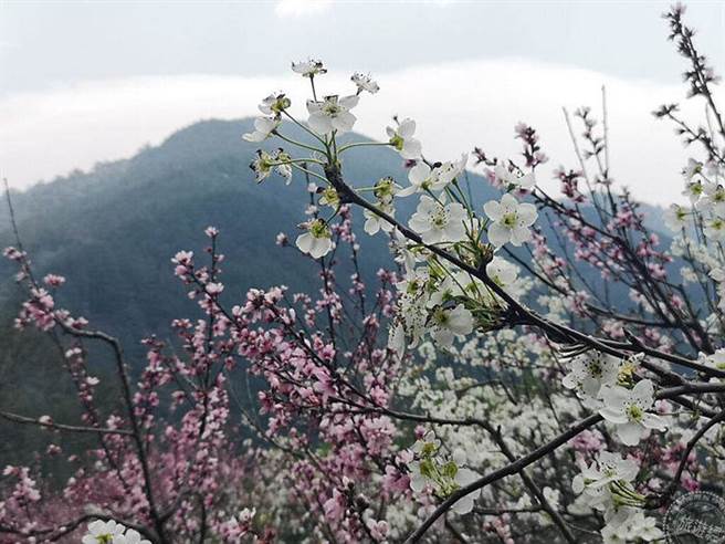 往武陵山庄沿途桃花等红白花朵也不吝展美(摄影：洪书瑱)
