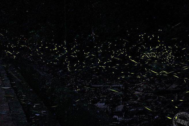 香杉池萤火虫(杜士豪摄)