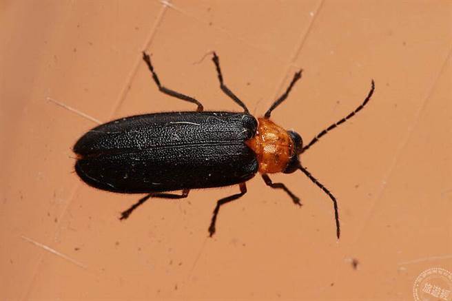 黑翅萤(杜士豪摄)