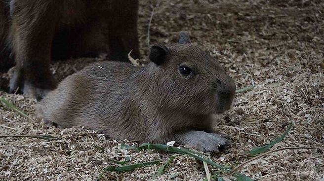 「车车」目前还无法判断性别