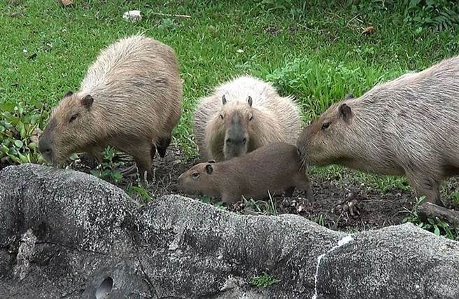 水豚宝宝「车车」和爸爸还有阿姨相处融洽