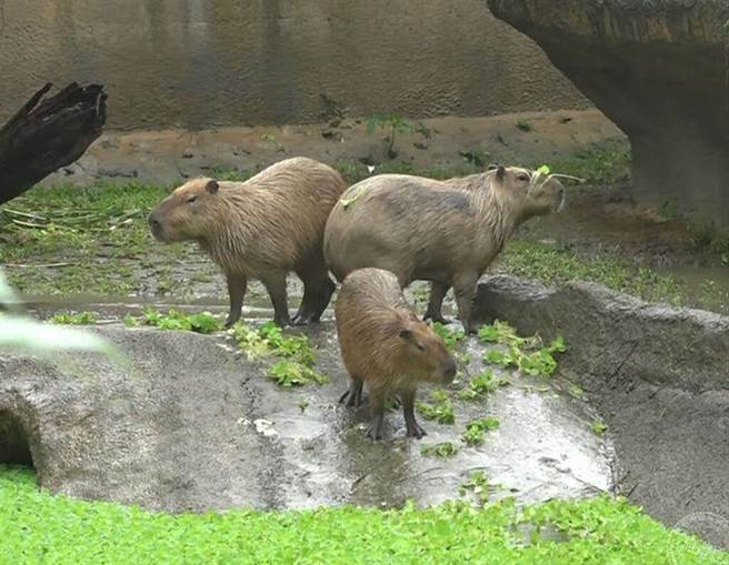 水豚们不仅十分胆小，还很健忘