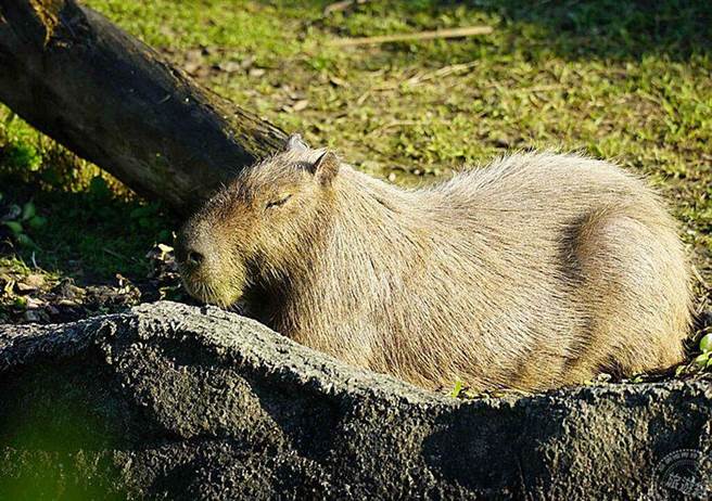 别看水豚总是老神在在的趴在户外活动场上打肫，就认定牠们是好相处的动物！