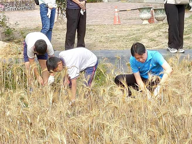 台南市官田国小推行食农教育，去年因应旱象师生超前布署，改种大麦，今天欢喜收割。（台南市官田国小提供／刘秀芬台南传真）