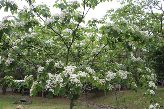 铜锣乡客家大院姜太公中部道场，园区内种有上万棵桐花树，目前绽放1到2成，8日举办桐花季开锣仪式，邀请游客体验桐花纷飞的浪漫景致。（何冠娴摄）