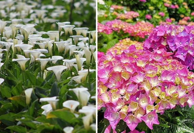 竹子湖海芋季与绣球花季(摄影：洪书瑱)