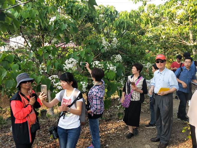 近几年楠西梅岭桐花季已打开知名度，不少游客前往赏花拍照。（陈居峰提供／刘秀芬台南传真）