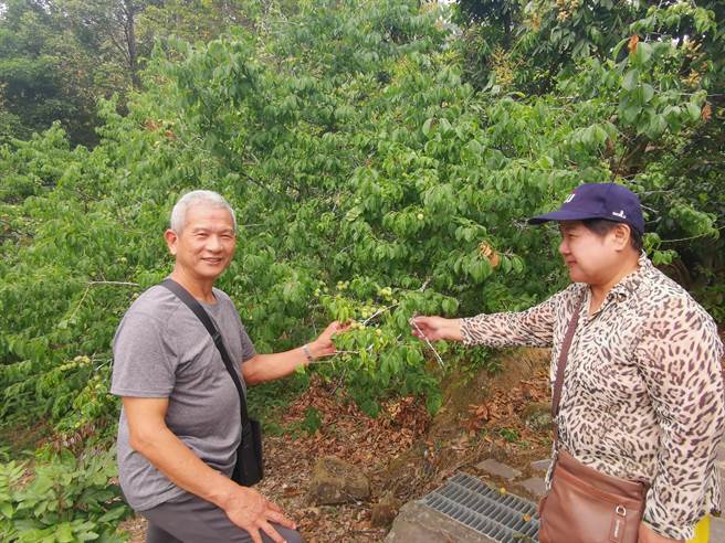 梅岭福来梅园除了可以赏桐花，还提供採梅、採仙桃、梅酒DIY体验。（刘秀芬摄）