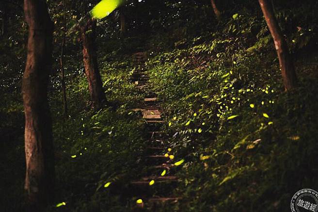 虎山溪沟赏萤趣