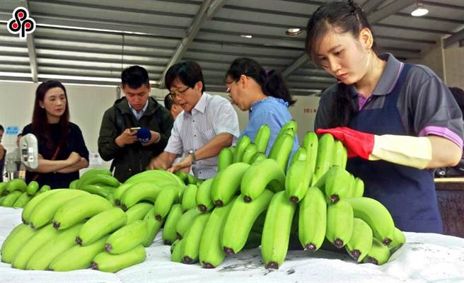 近日香蕉市況不佳，日前有立委質疑有盤商壓低價格、以6元收購。（報系資料照）