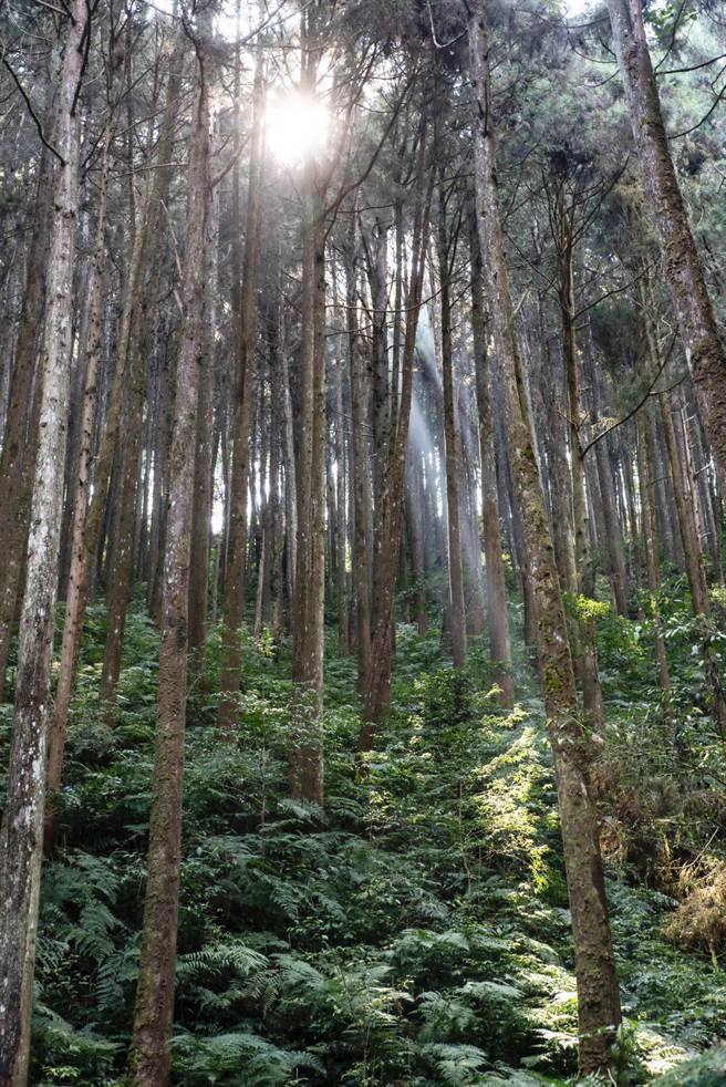 高雄藤枝国家森林游乐区休园12年，5月7日即将復园。（屏东林管处提供／柯宗纬高雄传真）