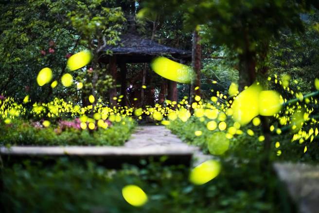 赏萤季节来临，位于新北市乌来瀑布源头的「云仙乐园」是赏萤秘境，没有光害、远离都市尘嚣。（云仙乐园提供／叶书宏新北传真）