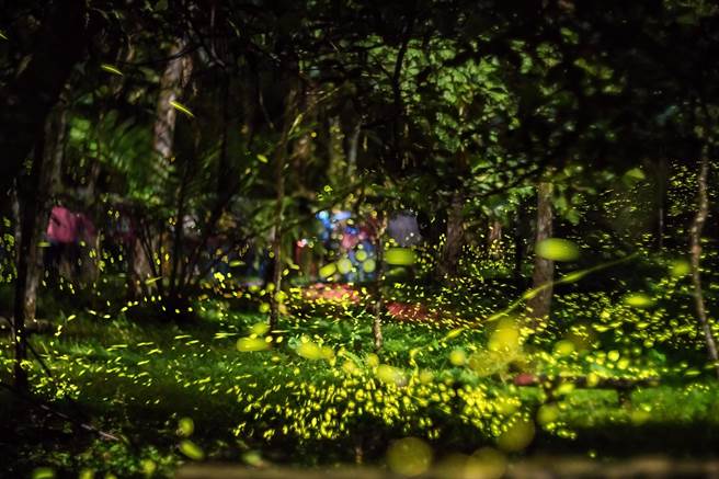 赏萤季节来临，位于新北市乌来瀑布源头的「云仙乐园」是赏萤秘境，没有光害、远离都市尘嚣。（云仙乐园提供／叶书宏新北传真）