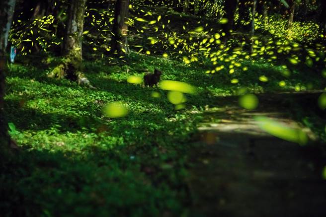 赏萤季节来临，位于新北市乌来瀑布源头的「云仙乐园」是赏萤秘境，没有光害、远离都市尘嚣。（云仙乐园提供／叶书宏新北传真）