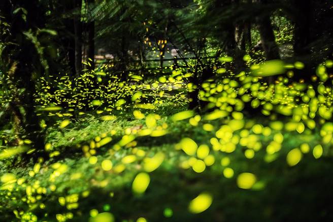 赏萤季节来临，位于新北市乌来瀑布源头的「云仙乐园」是赏萤秘境，没有光害、远离都市尘嚣。（云仙乐园提供／叶书宏新北传真）