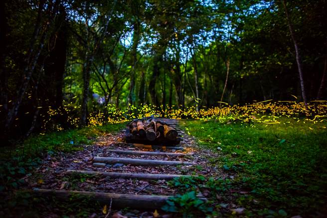 赏萤季节来临，位于新北市乌来瀑布源头的「云仙乐园」是赏萤秘境，没有光害、远离都市尘嚣。（云仙乐园提供／叶书宏新北传真）