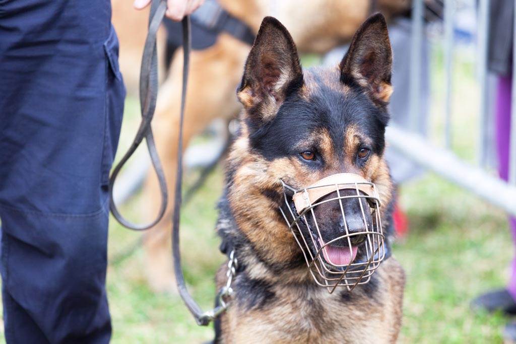 退役緝毒犬聽到關鍵字爆氣狂瞪 想被逮捕 萌寵 網推