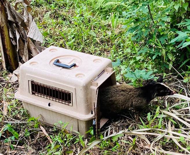 白鼻心野放在笼口呆了好一会，像是表达不舍之意。」。（市府提供／罗浚滨新竹传真）