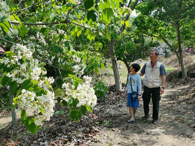 台南市楠西區梅嶺風景區近百株油桐花已陸續綻放。（劉秀芬攝）