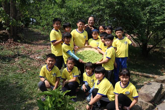 小朋友们亲手将青梅与青芒果腌渍成美味珍馐。(曹婷婷摄)