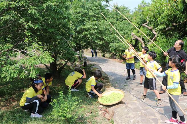 学生们手持长竹竿体验採梅的乐趣。(曹婷婷摄)