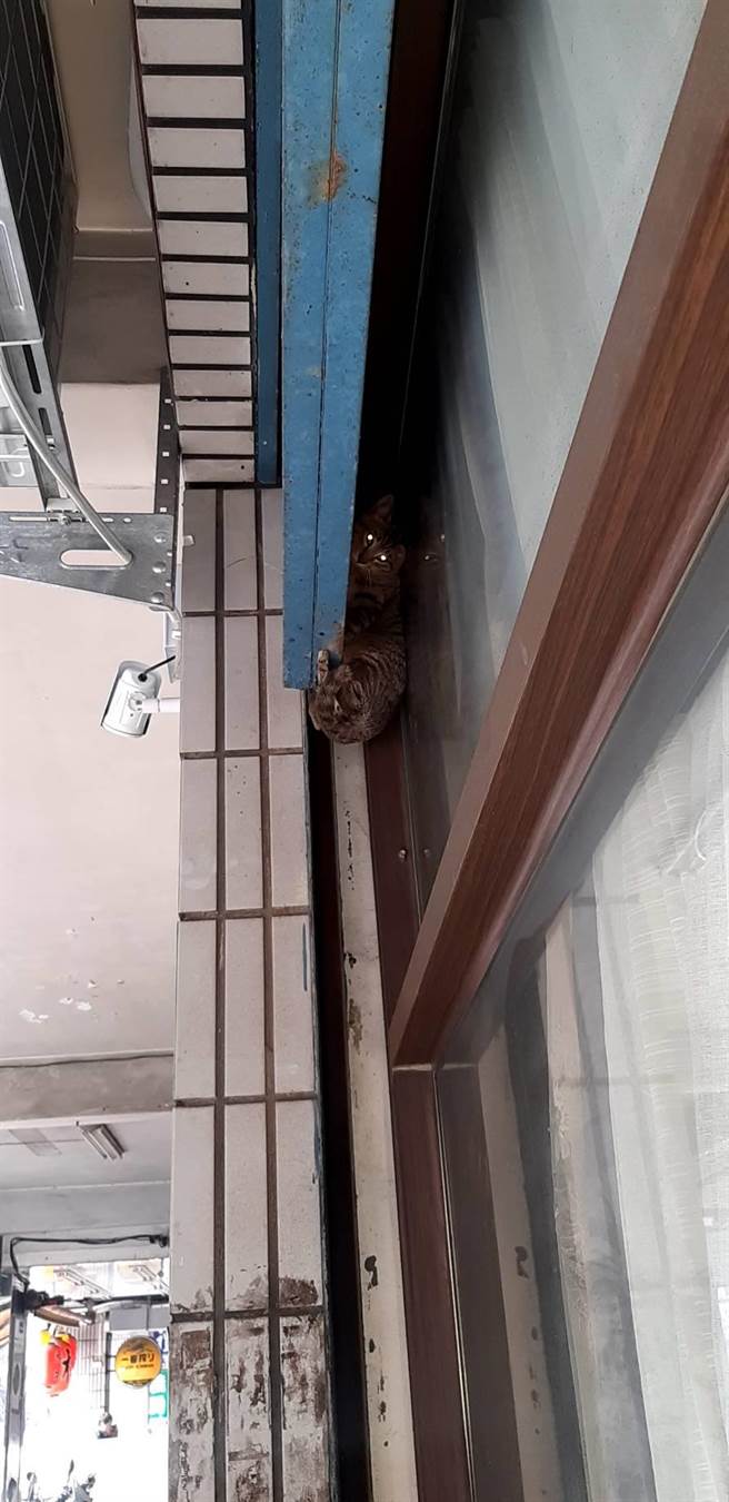 新北市政府动保处近日接获张姓民眾通报，在三重区有只小猫卡在铁卷门与玻璃门间，久久无法脱困。（动保处提供）