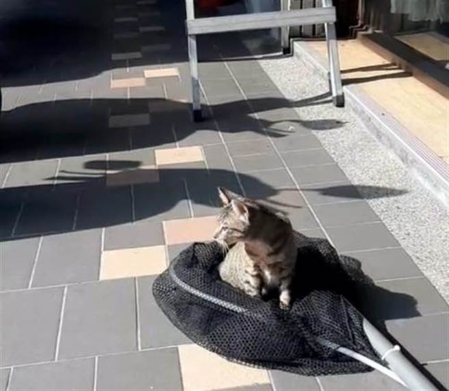 新北市政府动保处成功救援，小猫毫髮无伤。（动保处提供）