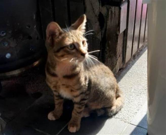 新北市政府动保处成功救援，小猫毫髮无伤。（动保处提供）