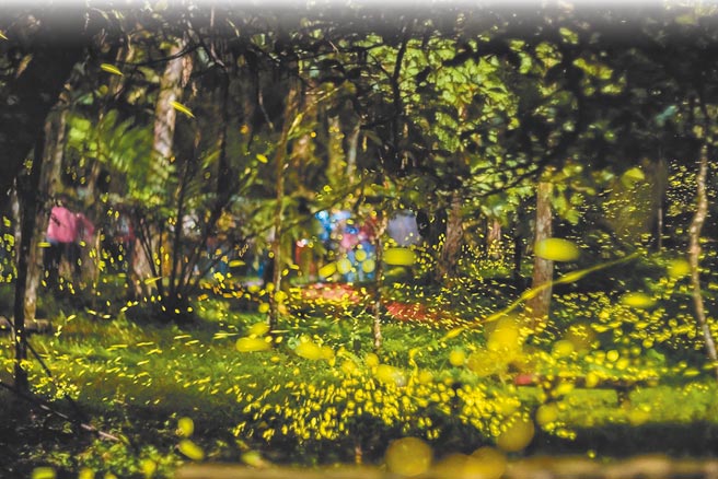 赏萤季节来临，位于新北市乌来瀑布源头的「云仙乐园」是赏萤秘境，没有光害、远离都市尘嚣。（云仙乐园提供／叶书宏新北传真）