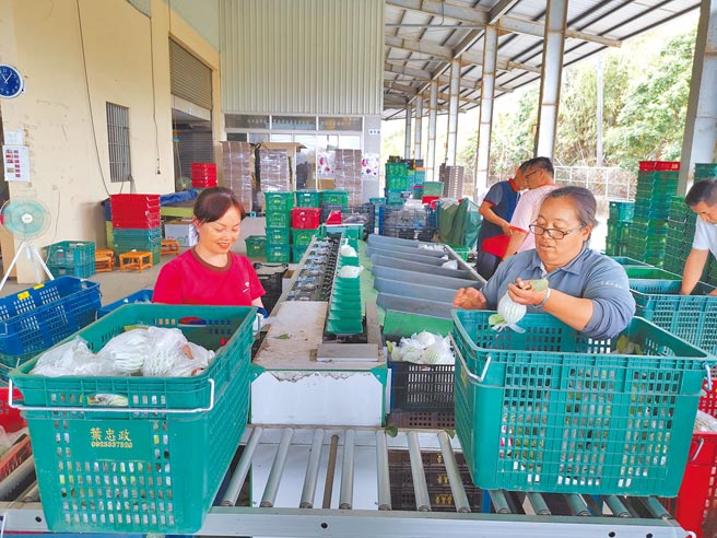 台南市南化区农会去年开始与贸易商合作收购芭乐外销，农会职员1颗1颗芭乐仔细检查后再分级。（刘秀芬摄）