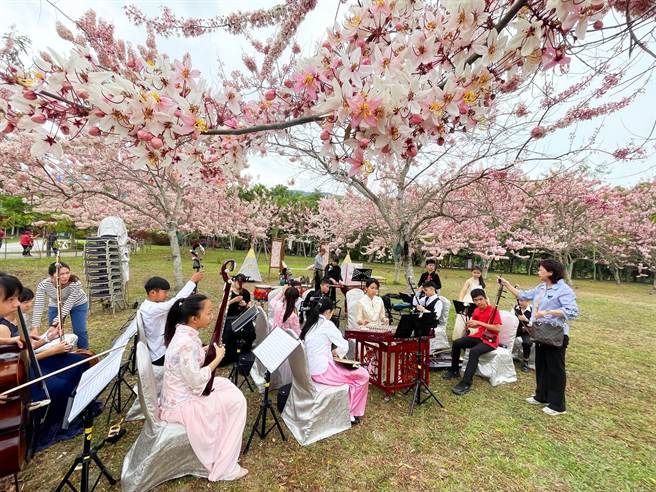 有平地櫻花之稱的花旗木已開好開滿，花蓮明義國小國樂班在粉紅色的林間演奏，相得益彰。（莊哲權攝）   