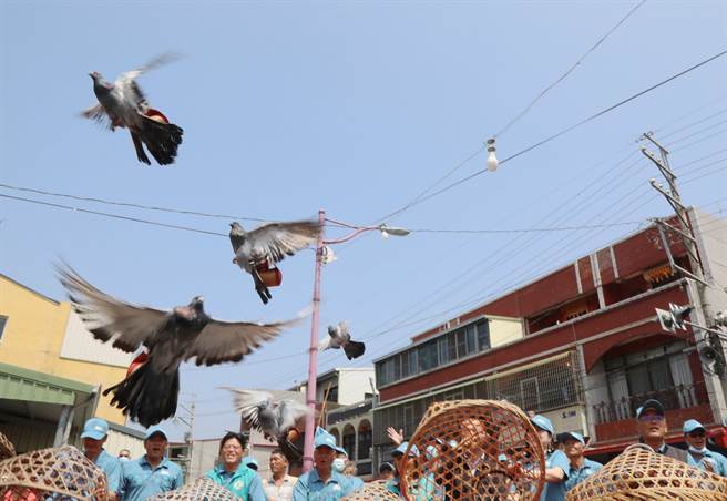 嘉义县义竹鸽笭文化季今11日开笼起飞，今年赛鸽笭各村对决时间从4月17日至5月21日止，每村对决为期约20天。（吕妍庭摄）