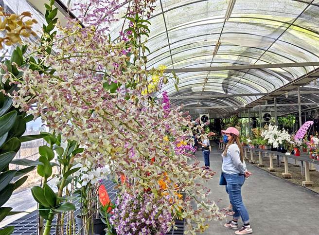 屏東九如鄉北玄宮舉辦台灣蘭花節，有1200盆蘭花參展，吸引許多蘭花愛好者前來欣賞。（潘建志攝）