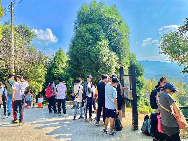 观旅局施放6万颗平腹小蜂卵粒防治荔枝椿象。（台中市观旅局提供／陈淑娥台中传真）