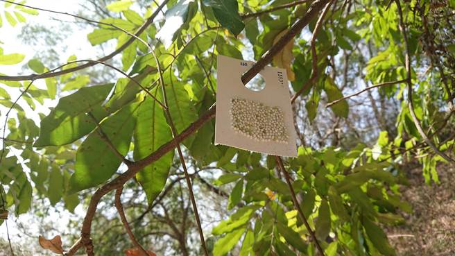 观旅局施放6万颗平腹小蜂卵粒防治荔枝椿象。（台中市观旅局提供／陈淑娥台中传真）