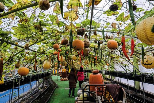 在旺山南瓜园可以看见藤枝攀爬、瓜果垂吊的瓜棚外，还能看到用心培育的大功臣——蜜蜂，正在忙碌地为授粉奔走。
(图/庄坤儒摄)