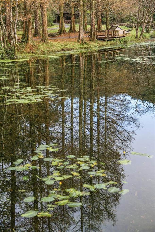 超梦幻的生态池，可看到眾多他处少见的水生植物。开着黄色花朵的台湾国宝级特有种「台湾萍蓬草」是池中最美的景色之一。
(图/庄坤儒摄)