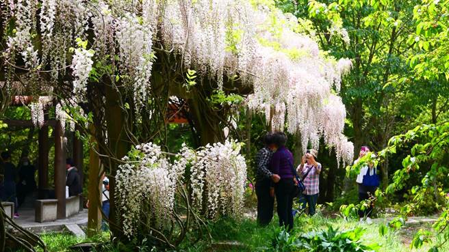 武陵农场白藤花盛开，一串串花朵迎风摇曳，游客可享受独特的白色浪漫。（武陵农场提供／陈淑娥台中传真）