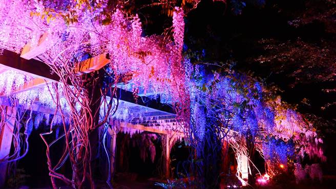 武陵农场白藤花盛开，农场点灯打造夜白藤，游客可享受独特的白色浪漫。（武陵农场提供／陈淑娥台中传真）