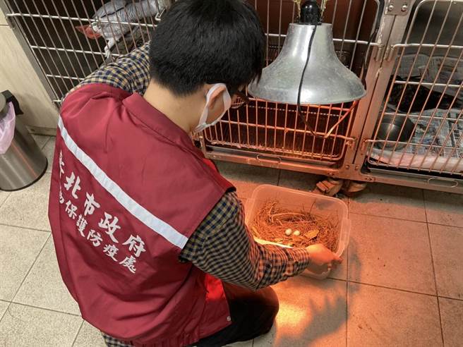 动保处人工孵育2天，今才发现是未受精的空包蛋，让人直呼「真是『鸟』事一桩！」。（新北市动保处提供）