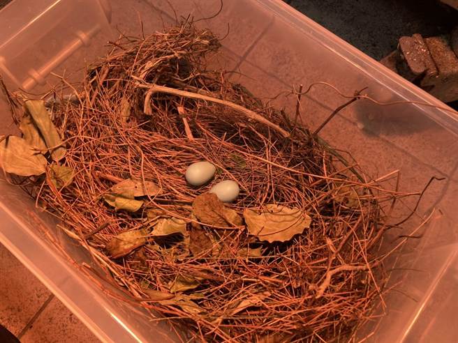 由于确认是未受精的空包蛋，2颗蛋已被动保处销毁。（新北市动保处提供）