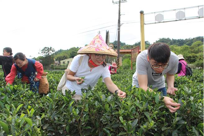 新北市客家文化园区、臺北大学、三峡农会等单位近期合办第1届三峡绿茶季系列活动，带领民眾走访竹崙地区茶园採茶、制茶，并体验制作客家擂茶。（新北市客家局提供）